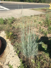 Schizachyrium scoparium