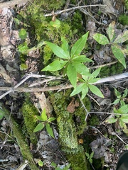 Lysimachia borealis