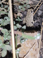 Bufotes viridis viridis