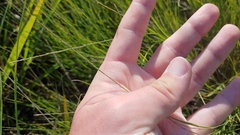 Muhlenbergia cuspidata