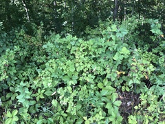 Viburnum opulus opulus