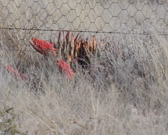 Aloe claviflora