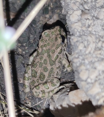 Bufotes viridis viridis