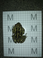 Sclerophrys pantherina