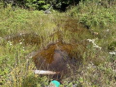 Eriophorum virginicum
