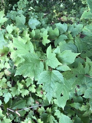 Viburnum opulus opulus