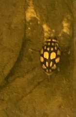 Thermonectus marmoratus