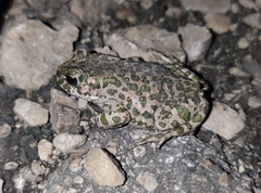Bufotes viridis viridis