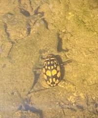 Thermonectus marmoratus