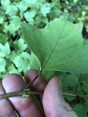 Viburnum opulus opulus