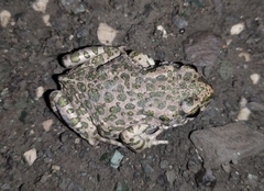 Bufotes viridis viridis