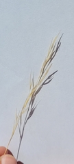 Hesperostipa curtiseta