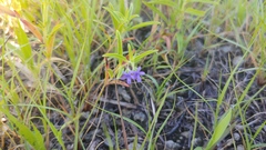 Trichostema brachiatum