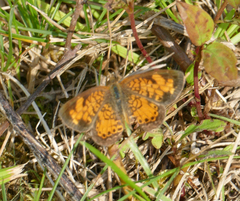 Phyciodes tharos