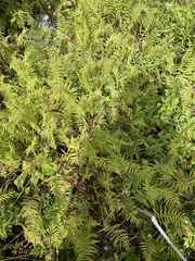 Amauropelta noveboracensis