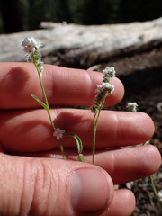 Cryptantha incana