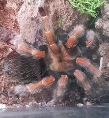 Brachypelma boehmei