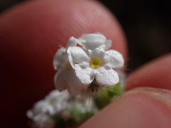Cryptantha incana