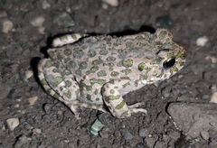 Bufotes viridis viridis