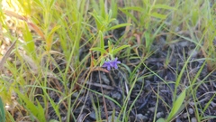 Trichostema brachiatum