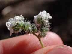 Cryptantha incana