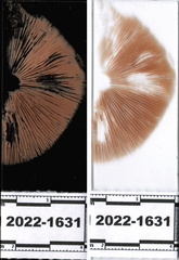 Pluteus petasatus