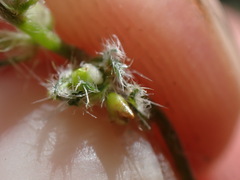Cryptantha incana