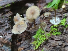 Marasmiineae