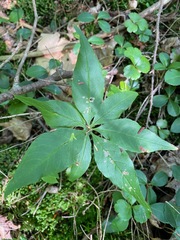 Lysimachia borealis