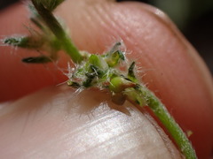 Cryptantha incana