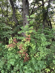 Viburnum opulus opulus