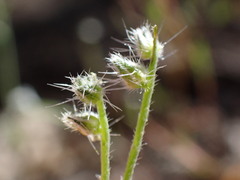 Cryptantha incana