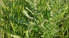 Lithospermum parviflorum