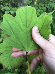 Viburnum opulus opulus