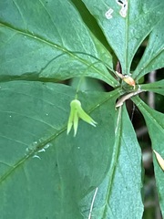 Lysimachia borealis