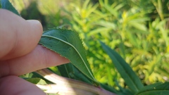 Vernonia fasciculata