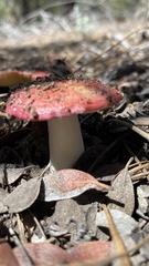 Russula