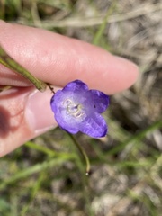 Campanula rotundifolia