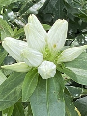 Gentiana alba