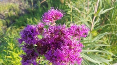 Vernonia fasciculata