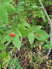 Prosartes trachycarpa