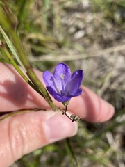 Campanula rotundifolia