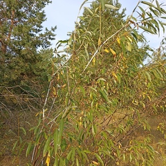 Salix acutifolia