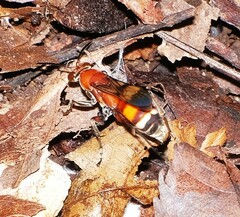 Psorthaspis legata