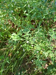 Epilobium coloratum