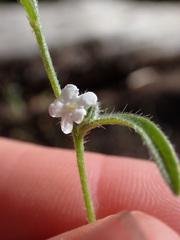 Cryptantha incana