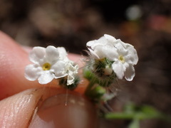 Cryptantha incana