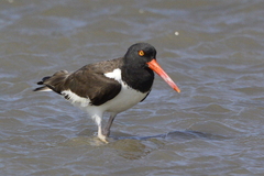 Haematopus palliatus