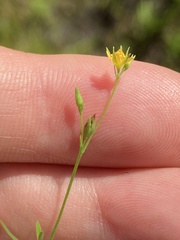 Hypericum canadense