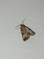 Eucarta virgo